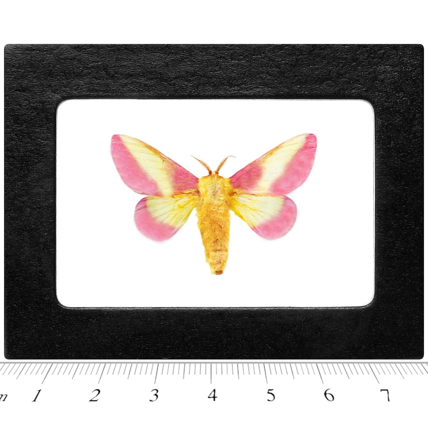 BicBugs Dryocampa rubicunda Pink Yellow Rosy Maple Moth USA Framed