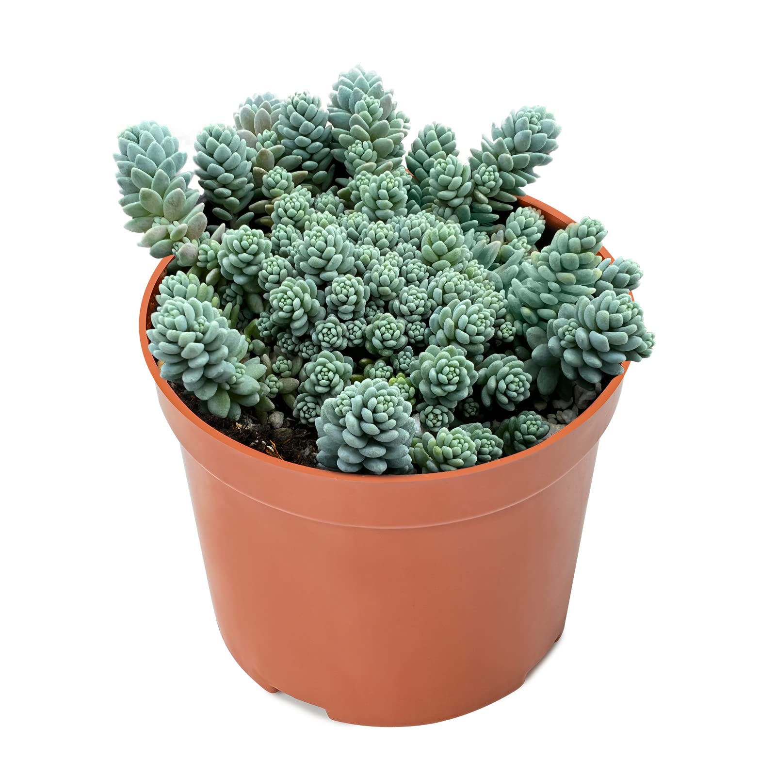 4-inch Succulent Cluster Sedum Dasyphyllum
