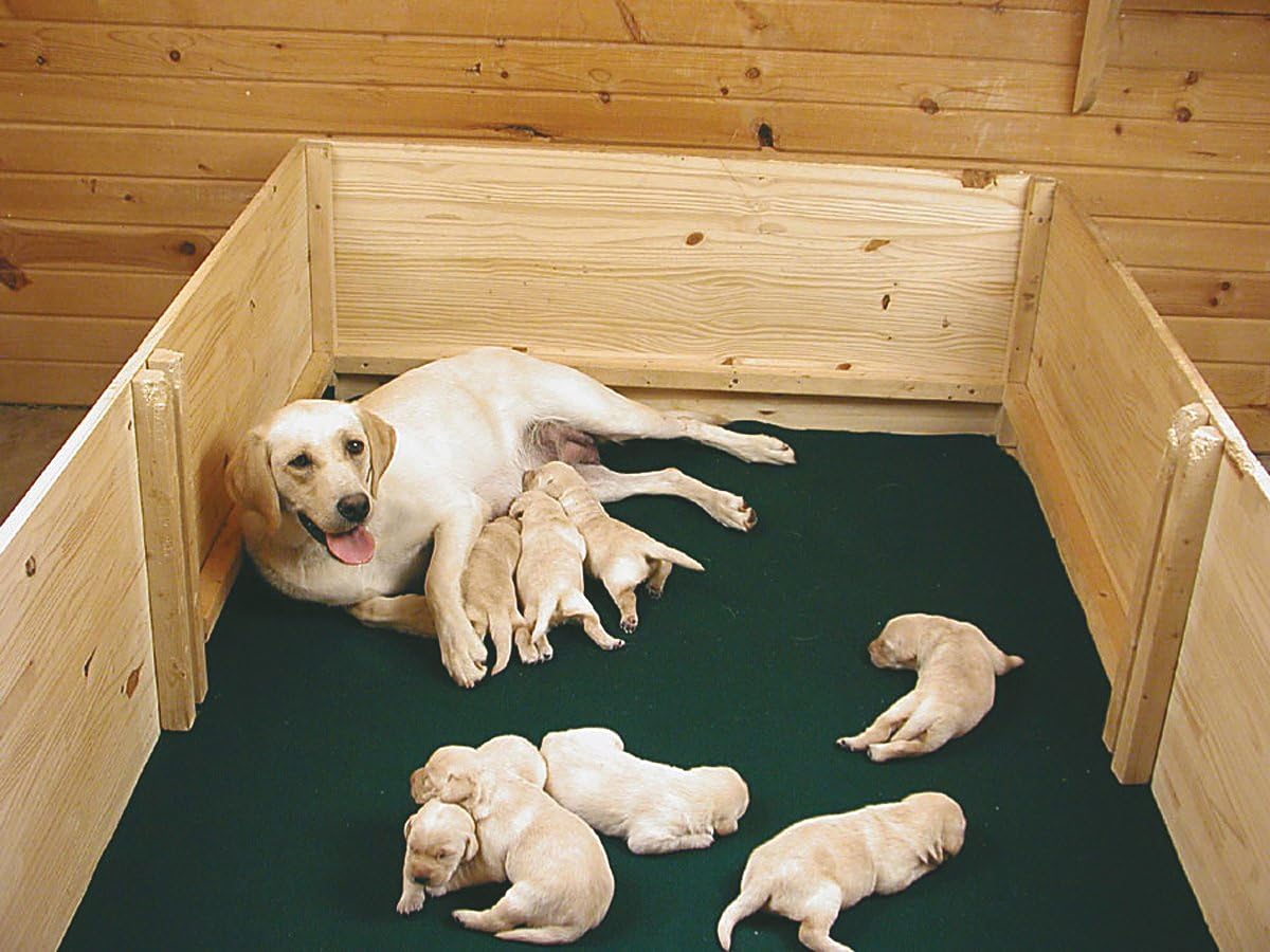 disposable whelping box liners