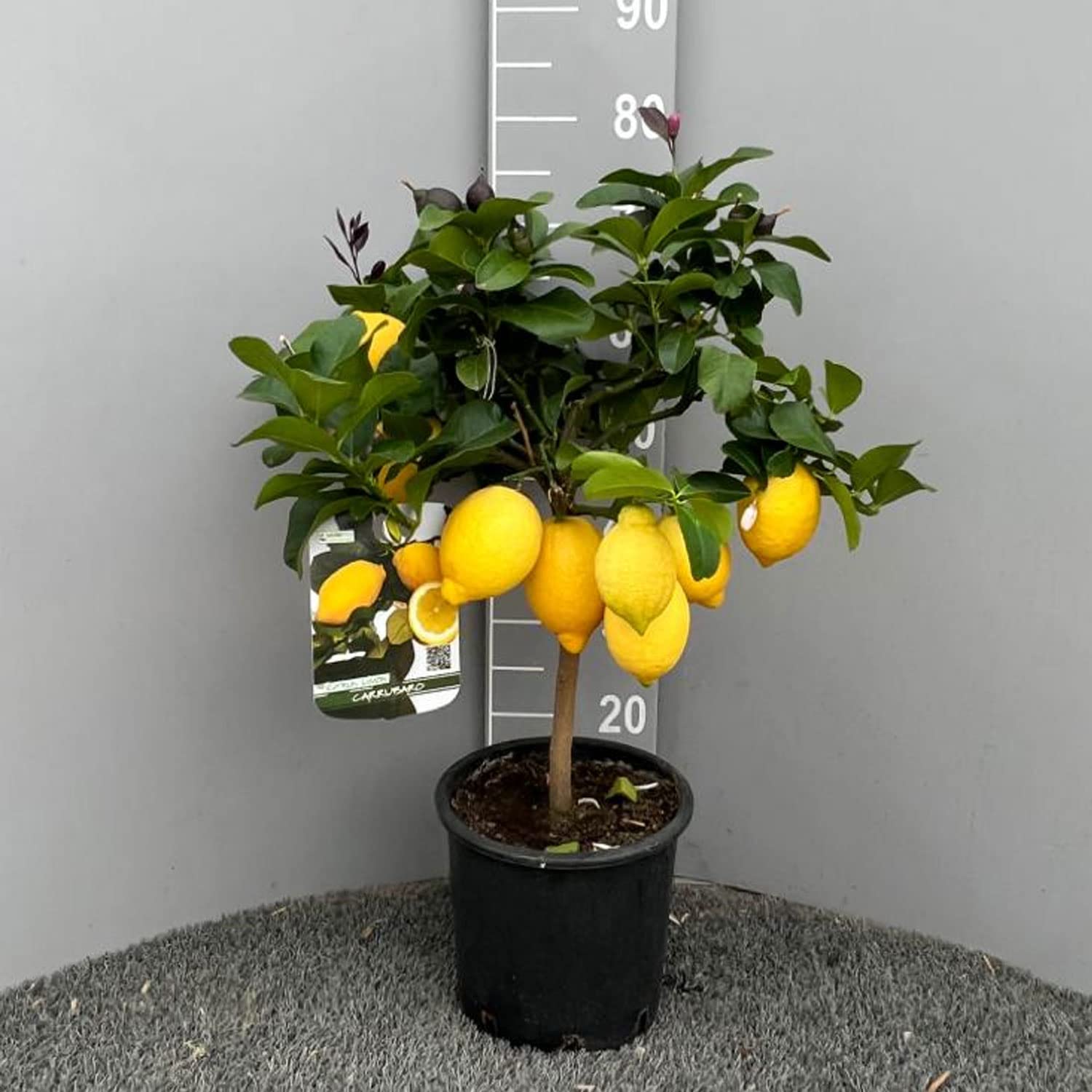 SAVINI VIVAI Pianta di Limone Albero Agrumi Carrubaro Limone ad Alberello in Vaso da 20 cm altezza 70 cm 2-3 Anni di innesto Made Italy