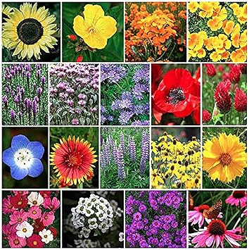 Pollinator Attracting Wildflower Seeds - Attracts Bees, Butterflies, and Other Beneficial Insects