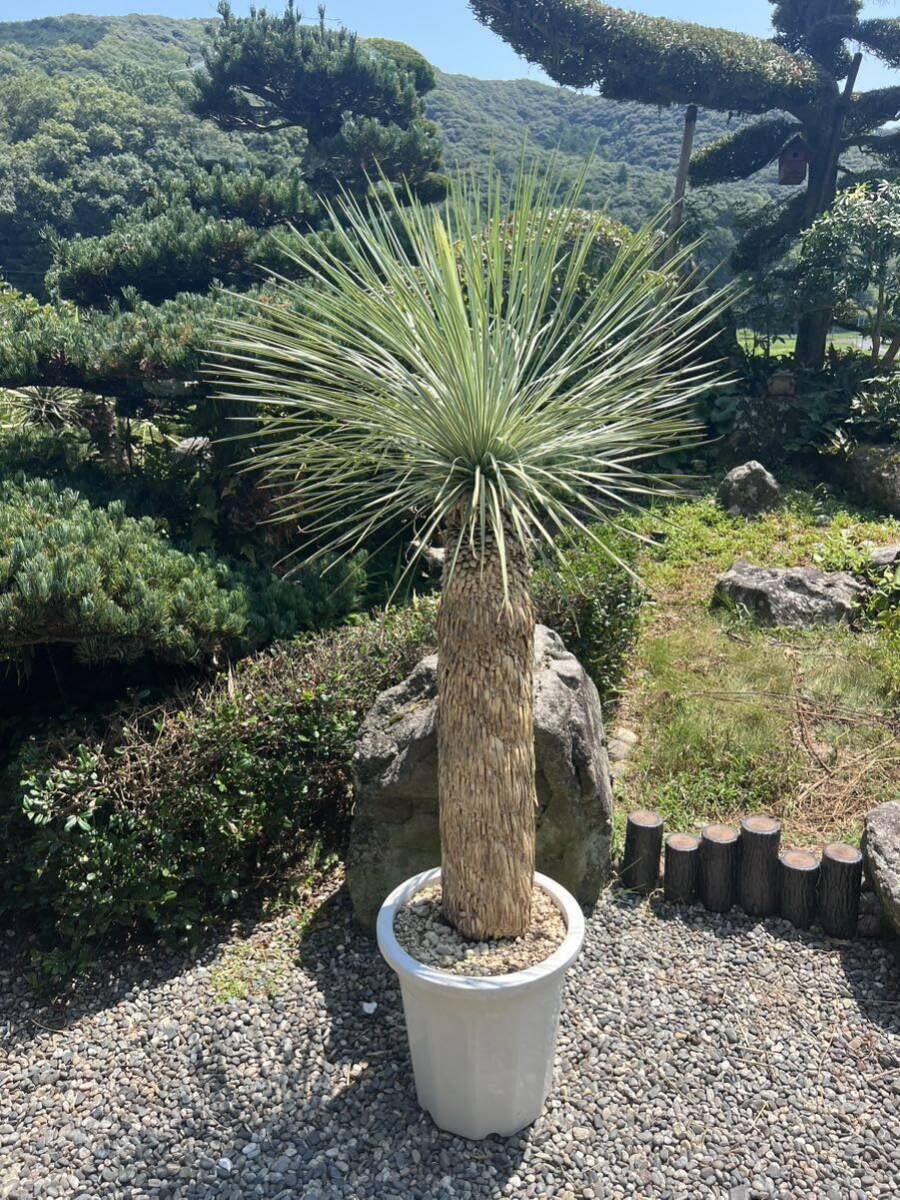 Amazon.co.jp: 大型 極太 1m57cm ユッカ ロストラータ 発根 耐寒性-15