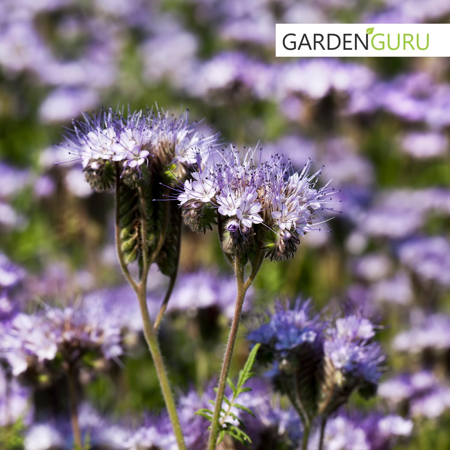 5 kg Phacelia Bienenfreund Gründünger, Frischmantelsamen Saatgut Humusbildung Bodenverbesserung Bienenweide