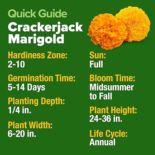 Miniatura 8 de HOME GROWN Paquete de semillas de lavanda y caléndula – Más de 3000 semillas de lavanda inglesa y más de 5600 semillas de caléndula Crackerjack para