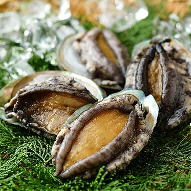 最低価格 活きたまま 高級 活アワビ 56枚 500g前後 Lサイズ 1枚約g 新鮮 贈り物 新品特売 Blog Repairdesk Co