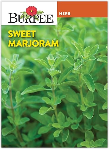 Burpee Semillas de mejorana dulce - Hierba culinaria delicadamente aromática