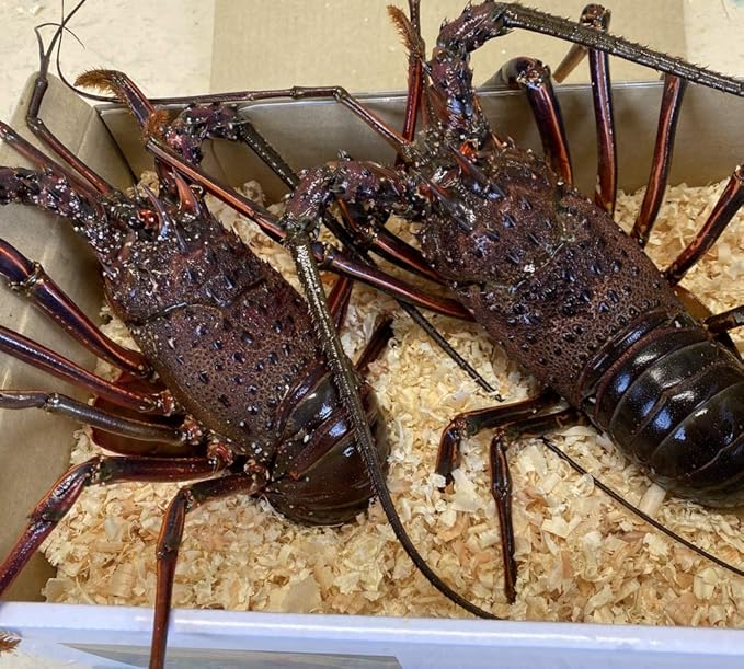 Amazon 三重県伊勢志摩産 活伊勢海老 2尾で1kg 新鮮な伊勢エビをお届け 伊勢志摩から直送 ギフト包装 伊勢志摩産直市場 エビ 通販 Amazon 三重県伊勢志摩産 活伊勢海老 2尾で1kg 新鮮な伊勢エビをお届け 伊勢志摩から直送 ギフト包装 伊勢志摩産直市場 エビ 通販