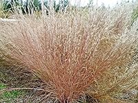 Vista 2 de 1000 semillas de hierba de pradera Little Bluestem nativo americano, sin OMG