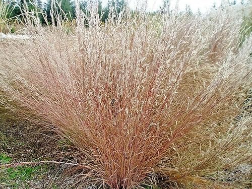 Miniatura 2 de 1000 semillas de hierba de pradera Little Bluestem nativo americano, sin OMG