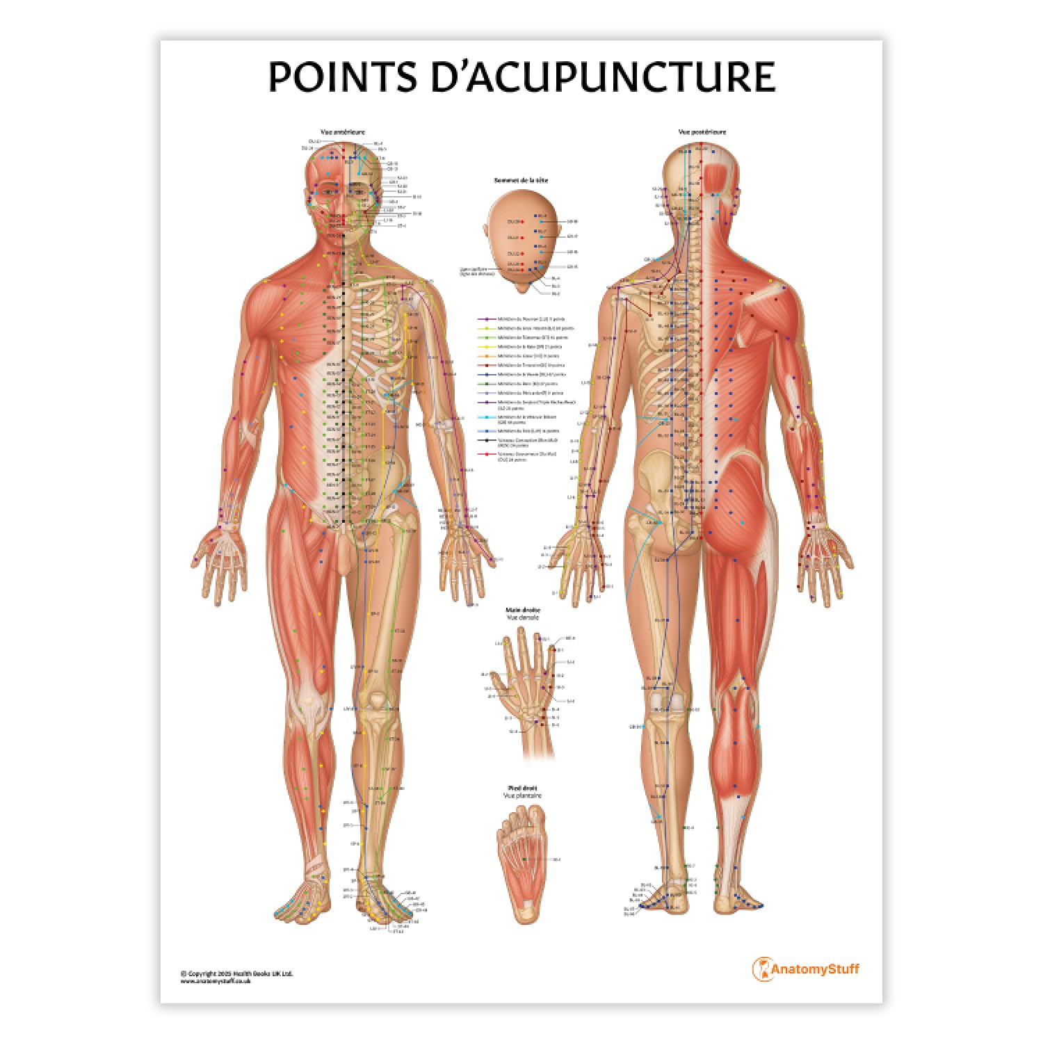 Anatomy Stuff Affiche des Points d’Acupuncture, FRANÇAIS, 45 x 60 cm / 18 x 24 pouces, Diagramme des Points d’Acupuncture