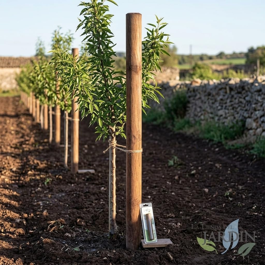 Suinga Pack 5 Postes Tutor de Madera sin Punta | 200 cm de Altura | Diámetro 8 cm | Ideales para Vallas, Cercados, Cuadras y Pérgolas | Soporte Resistente para Árboles y Uso Agrícola