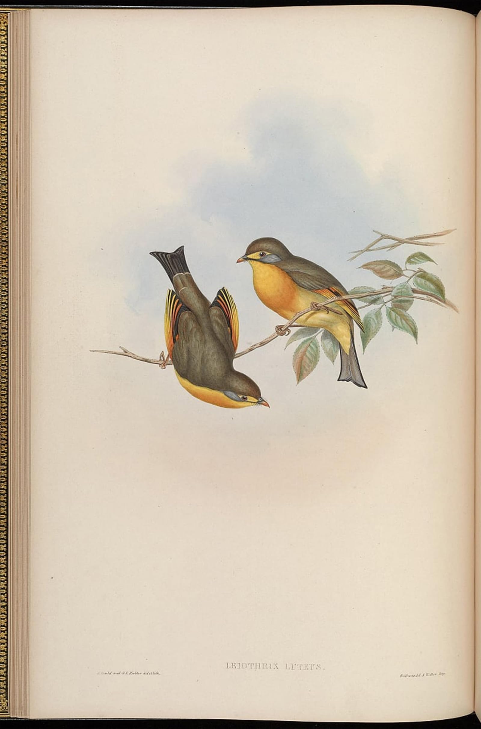 ARTXLXXBN Famous Art Print Poster Vintage Wall Art Animal Bird Leiothrix Lutea by John Gould Canvas Art Poster for Home Decor 60x90cm