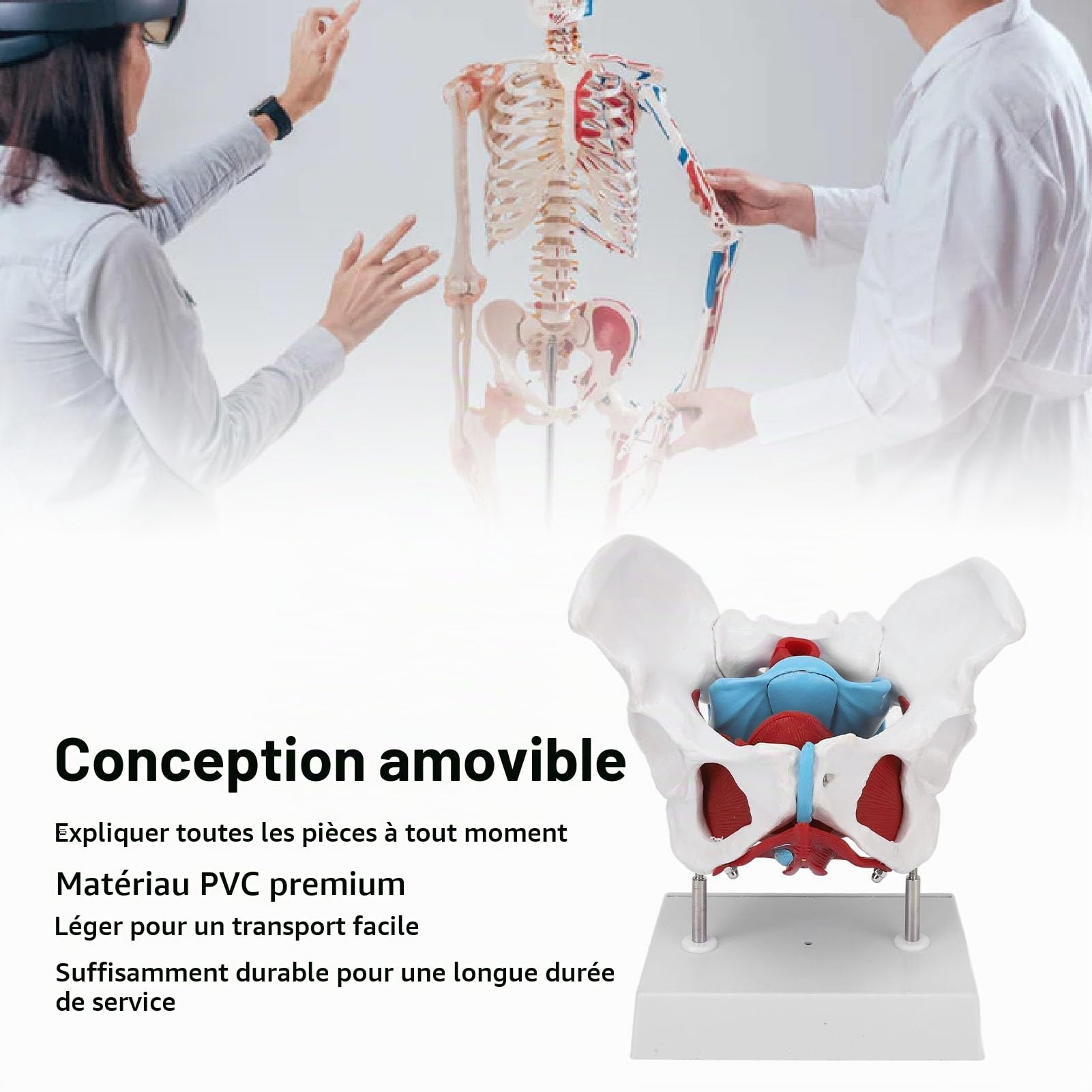 Modèle de bassin féminin, modèle d'anatomie féminine amovible grandeur nature avec les muscles du plancher pelvien, modèle anatomique coloré avec plinthe pour l'obstétrique