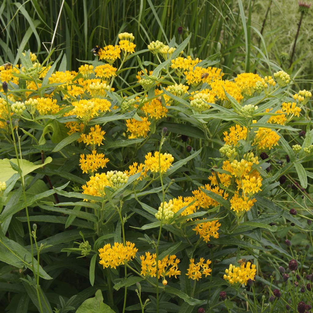 Van Zyverden Asclepias Hello Yellow Roots