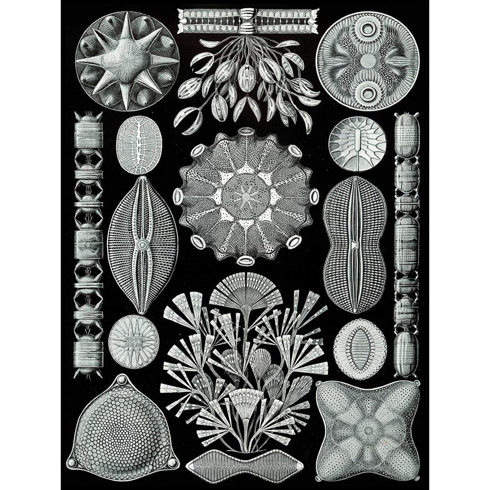 Wee Blue Coo 84Th Plate Ernst Haeckel Kunstformen Der Natur Diatoms Art Print Poster Wall Decor 12X16 Inch