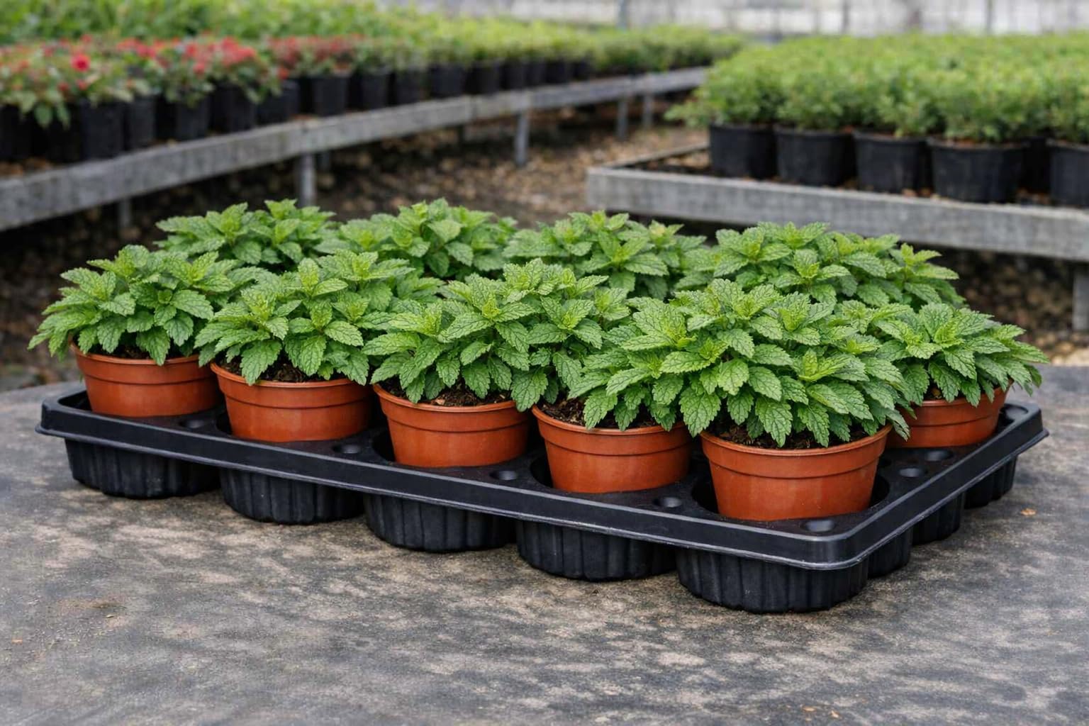 Pack 12 Plantas de Menta Natural en Maceta 11 cm – Planta Aromática Fresca para Infusiones, Cocina y Cócteles
