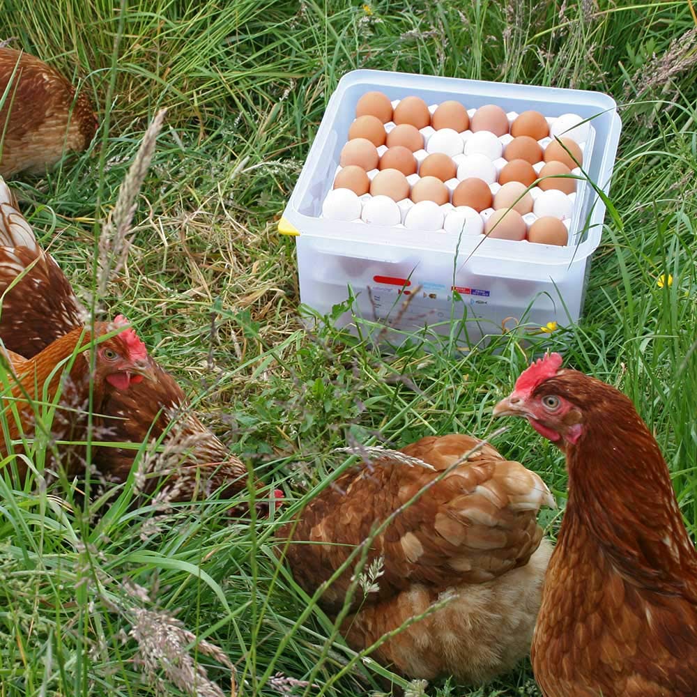2 cajas de transporte para huevos (largo x ancho x alto) 354 x 325 x 200 mm, recipiente de tamaño Gastronorm GN 2/3, plástico de polipropileno (PP)