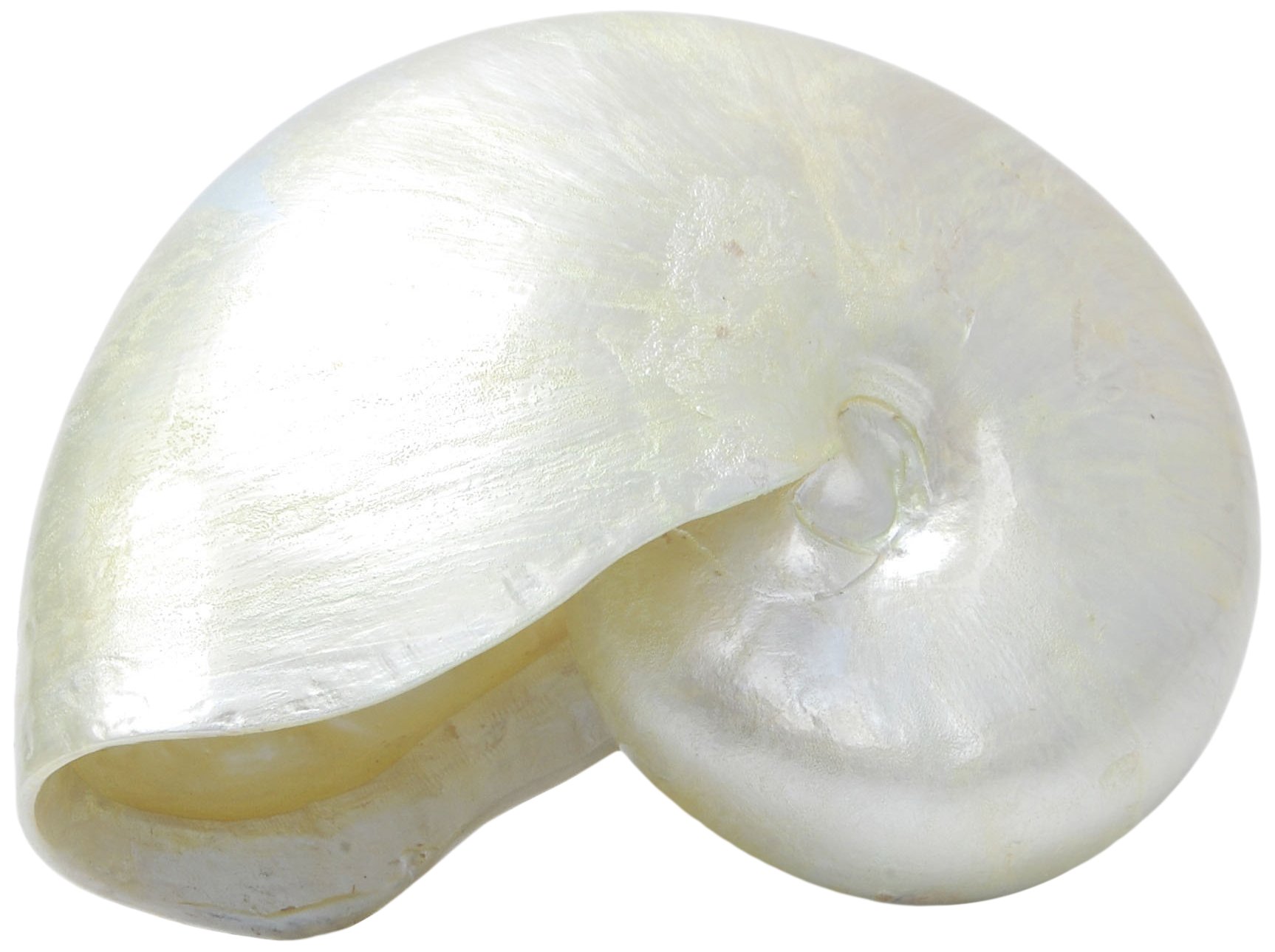 Haquoss Reef Shell 5, 14,5 x 7,5 x 11,5 cm
