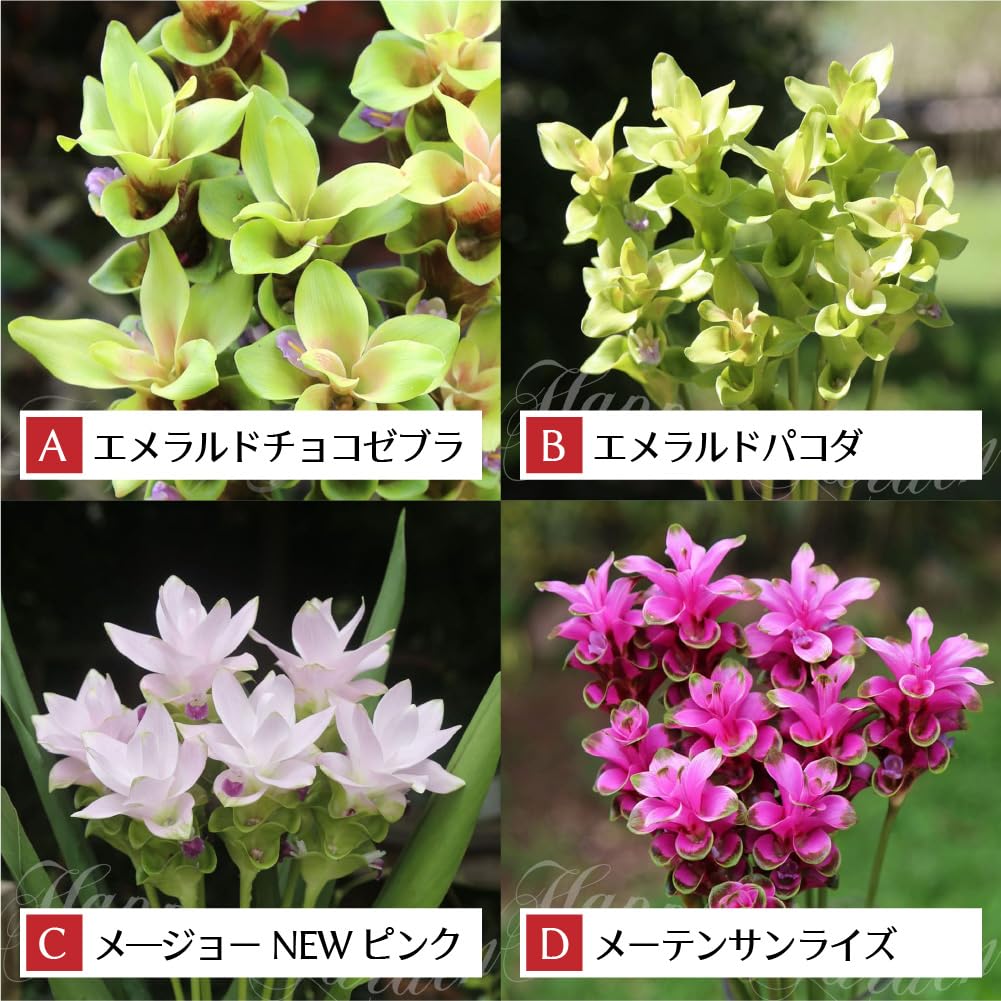 Amazon｜ハッピーガーデン 中型球根 春植え クルクマ メージョー NEW