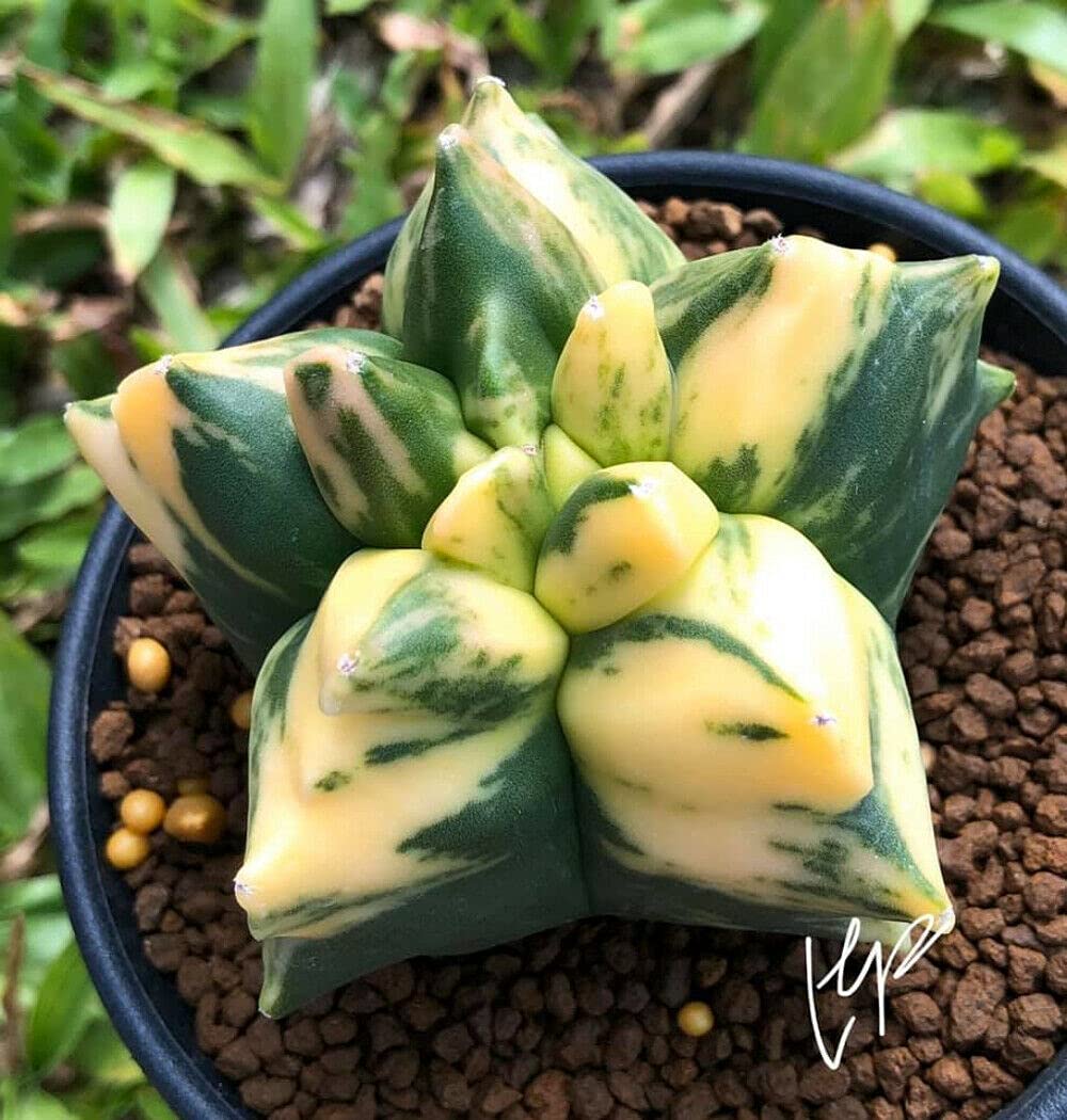 Astrophytum Myriostigma 'Kikko Variegata' Variegated Bishop's Cap Cactus 3  seeds : Amazon.com.be: Garden
