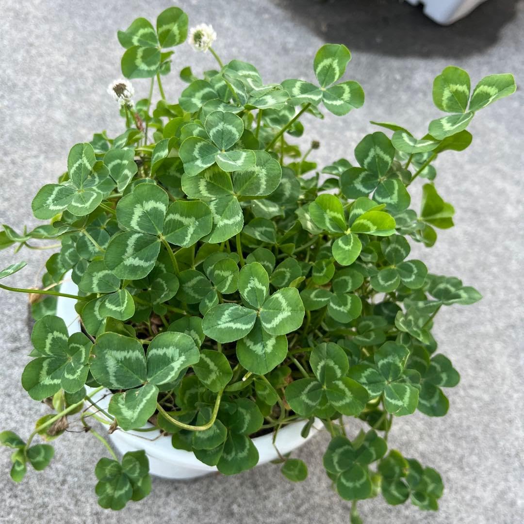 Amazon｜四葉のクローバー 鉢植え 6号｜観葉植物 オンライン通販