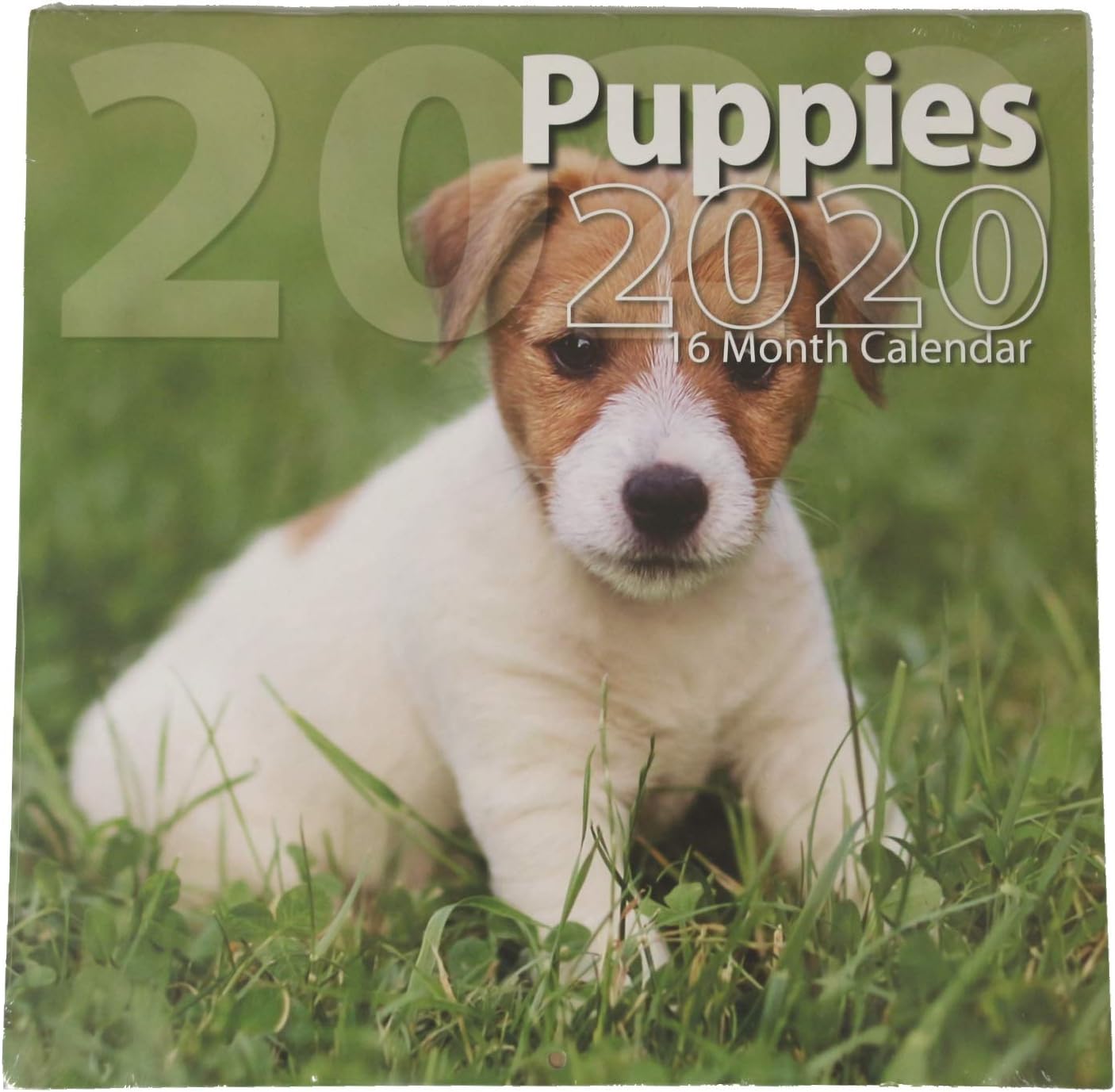 Puppies 2020 16 Month Wall Calendar