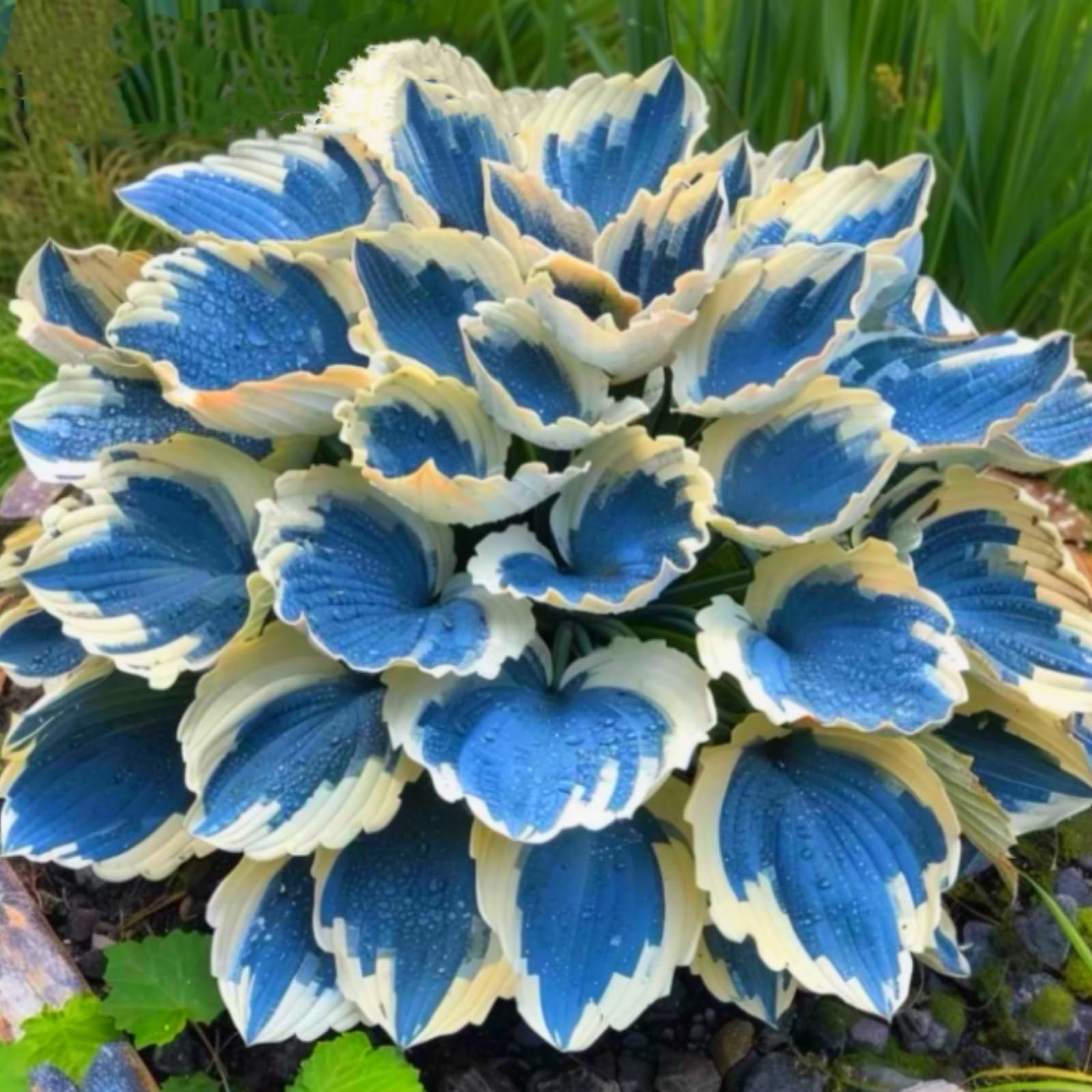 Eye-Catching Hosta, Hardy Perennial Bulbs, Stunning Garden Displays, Professionally Grown-10 Bulbs-A