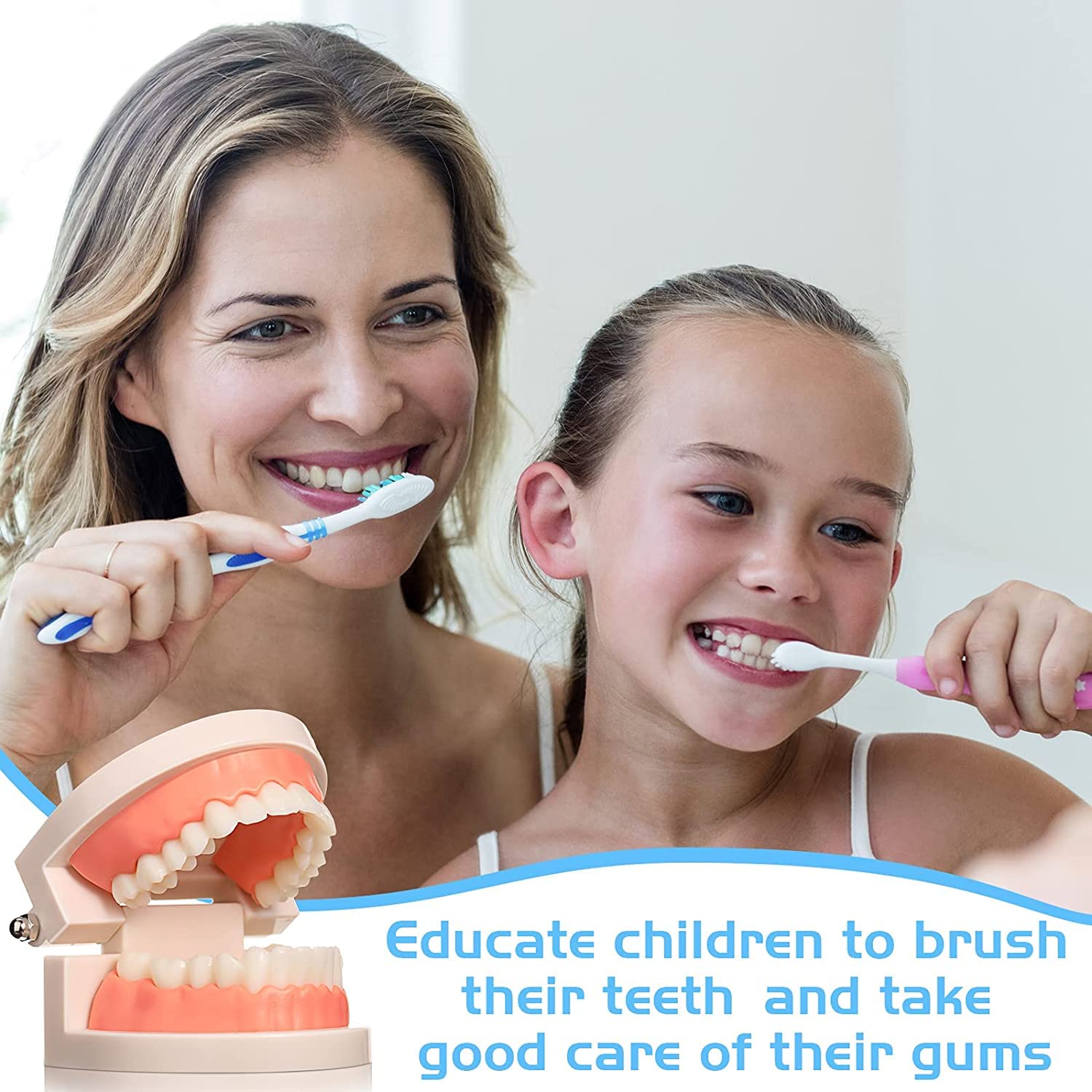 Modelo Dental de Demostración Estándar PVC para Adultos Niños Enseñanza Dental Cuidado Bucal con 2 Cepillo de Dientes