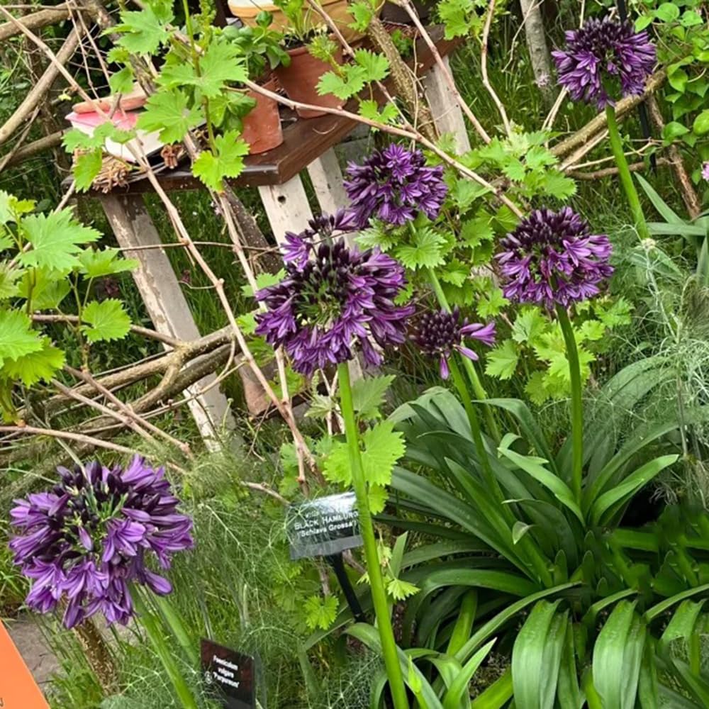 agapanto agapanthus - temprana de invierno 5bulbos
