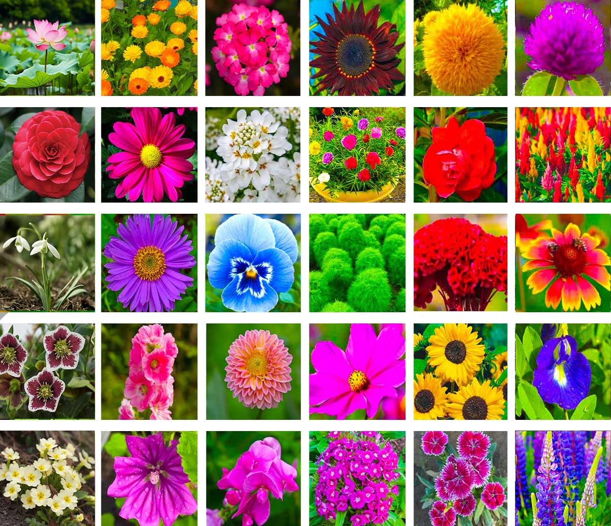Monsoon Flower Seeds For Your Garden (1200 Seeds)-image-19