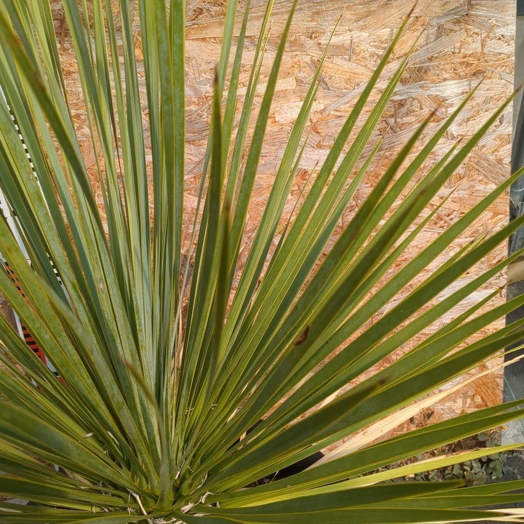 ユッカ ロストラータ 80cm ユッカロストラータ観葉植物 約80cm 黒鉢