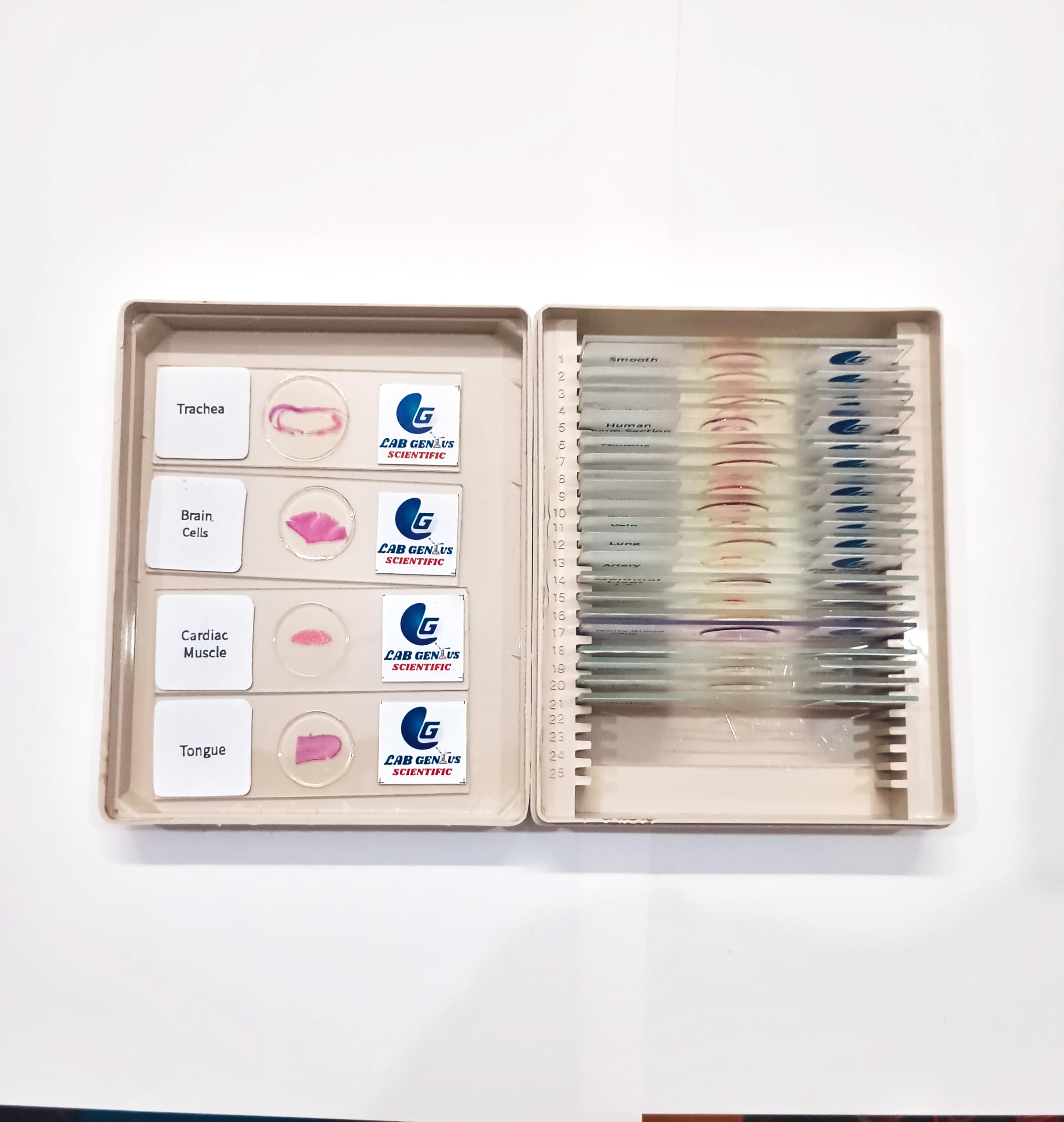 Histology Slides -Set of 25-image-30