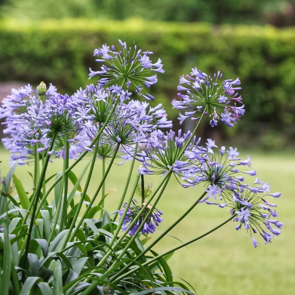 agapanto agapanthus - temprana de invierno 5bulbos
