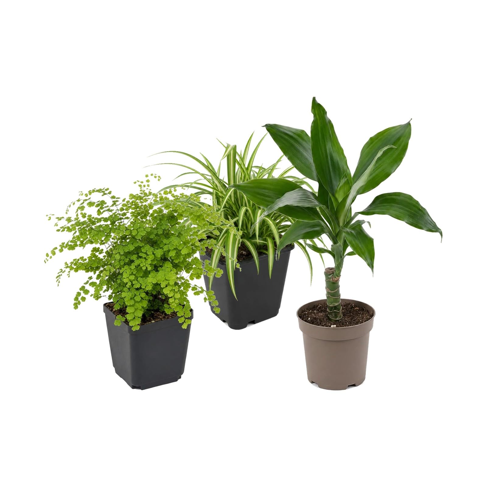 Pack 3 Plantas de Interior DECOALIVE: Culantrillo, Cinta y Tronco de Brasil