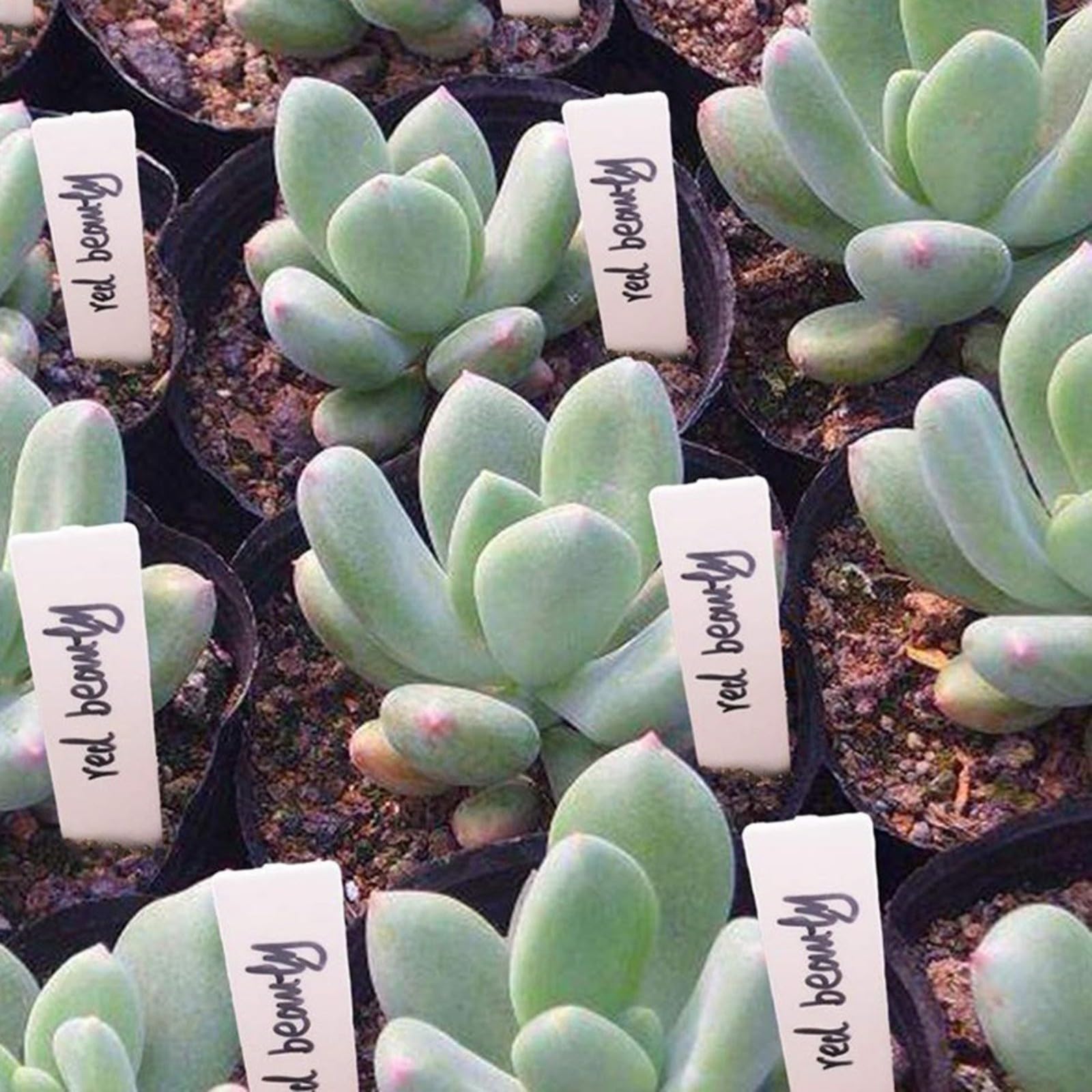 100Pcs Pianta Plastica Etichette,Impermeabile da Giardino Etichetta