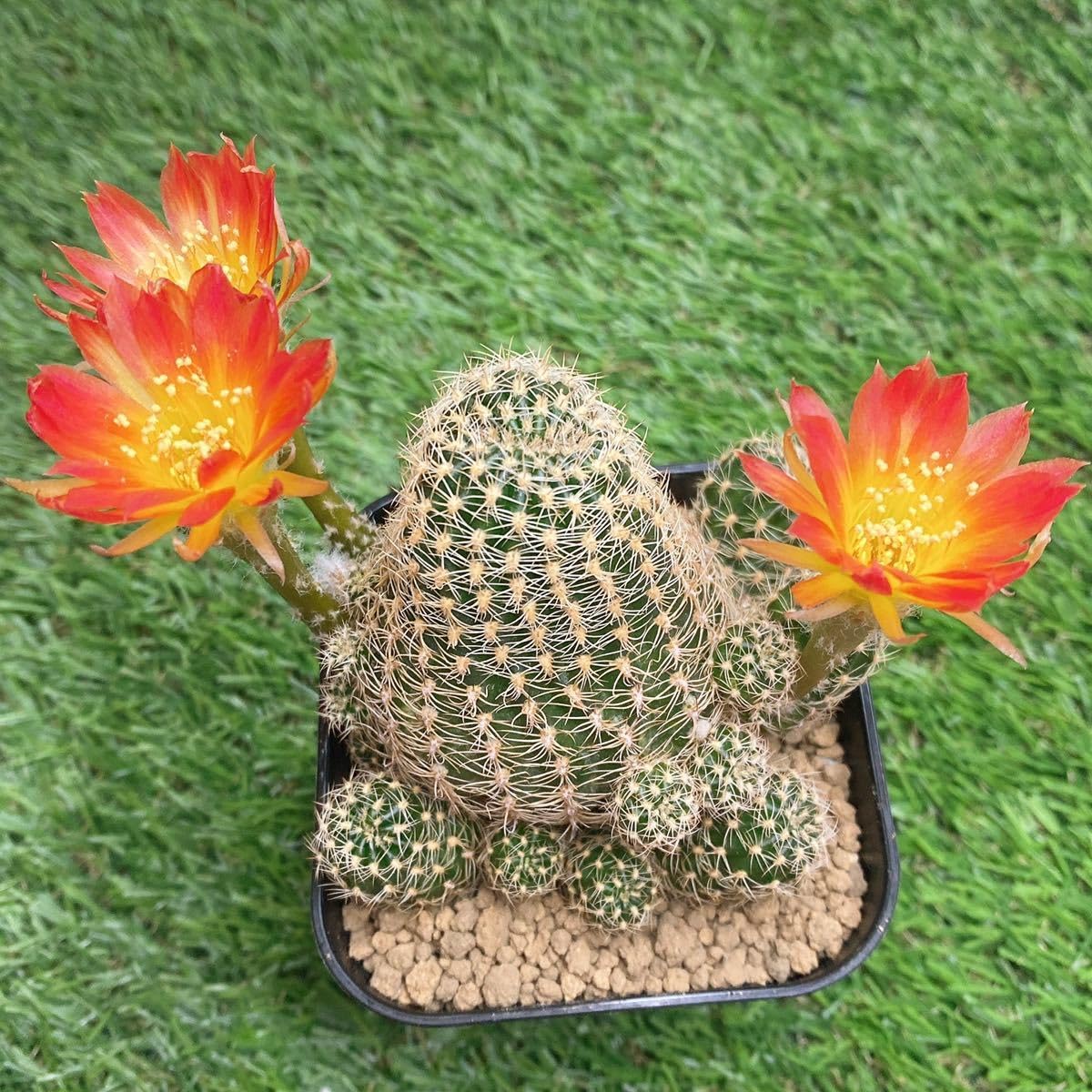 Amazon.co.jp: 多肉植物 花サボテン ロビビア エキノプシス 子株沢山