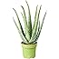 Medicinal Aloe Vera Therapeutic Indoor Office Plant in Pot