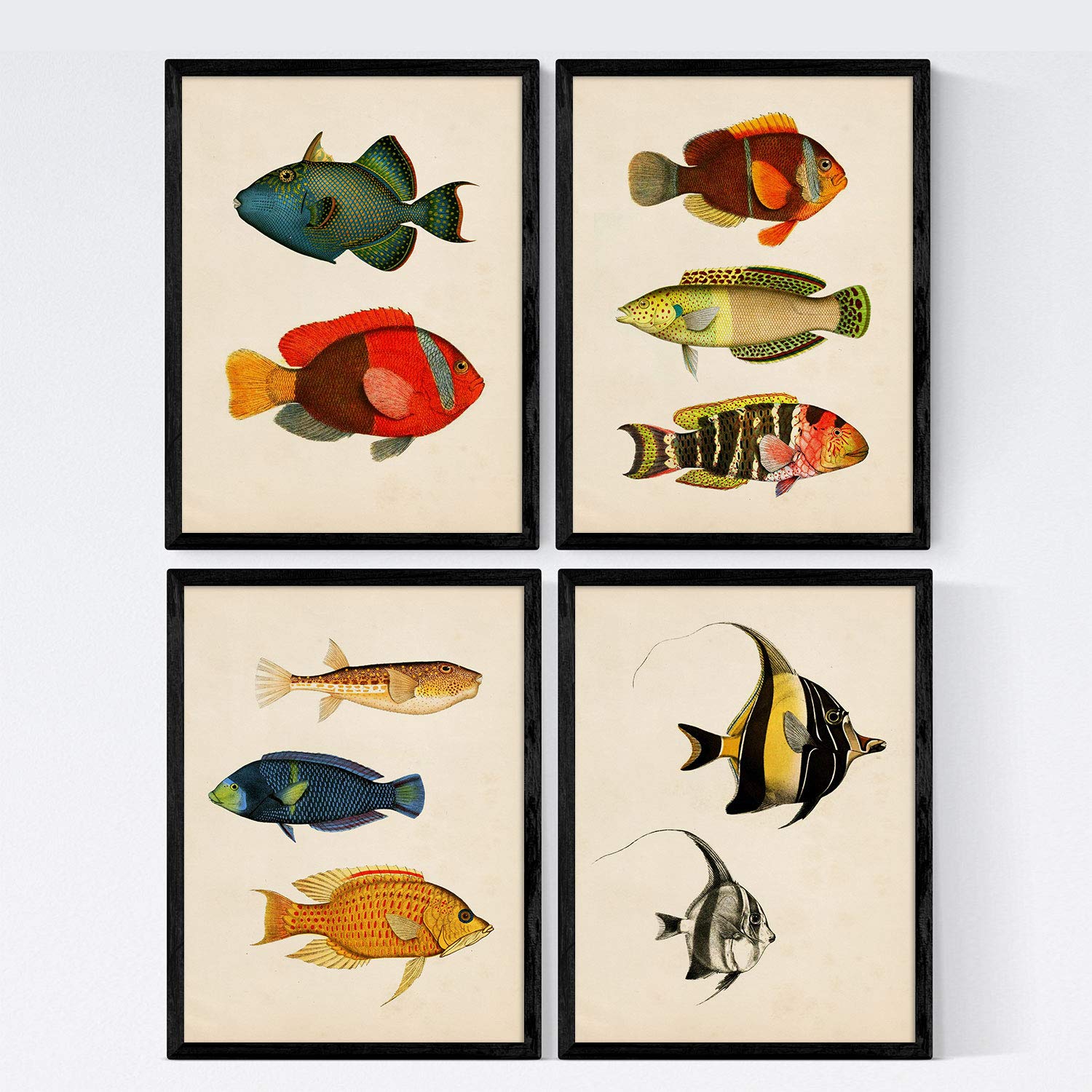 Nacnic Set de 4 láminas de peces coloridos efecto vintage. Baleares. Composicion de 10 peces diferentes en tamaño A4, fondo papel antiguo vintage. Con marco.