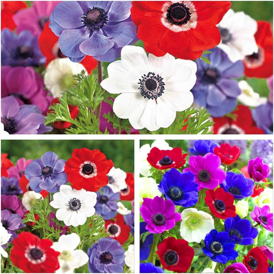 Anemone De Caen x 20 Flower Bulbs/Corms Size 3/4 Pretty Mixed Flowers.Easy to Grow