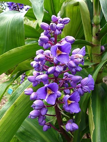 Miniatura 3 de Blue Hawaiian Ginger plant Root