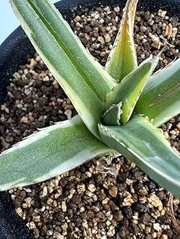 笹の雪 ロッキー白山 （チタノタ アガベ パキポディウム グラキリス 伝市鉢 アガベ：笹の雪 ロッキー白山 6号23-01 の通販 | 園芸ネット