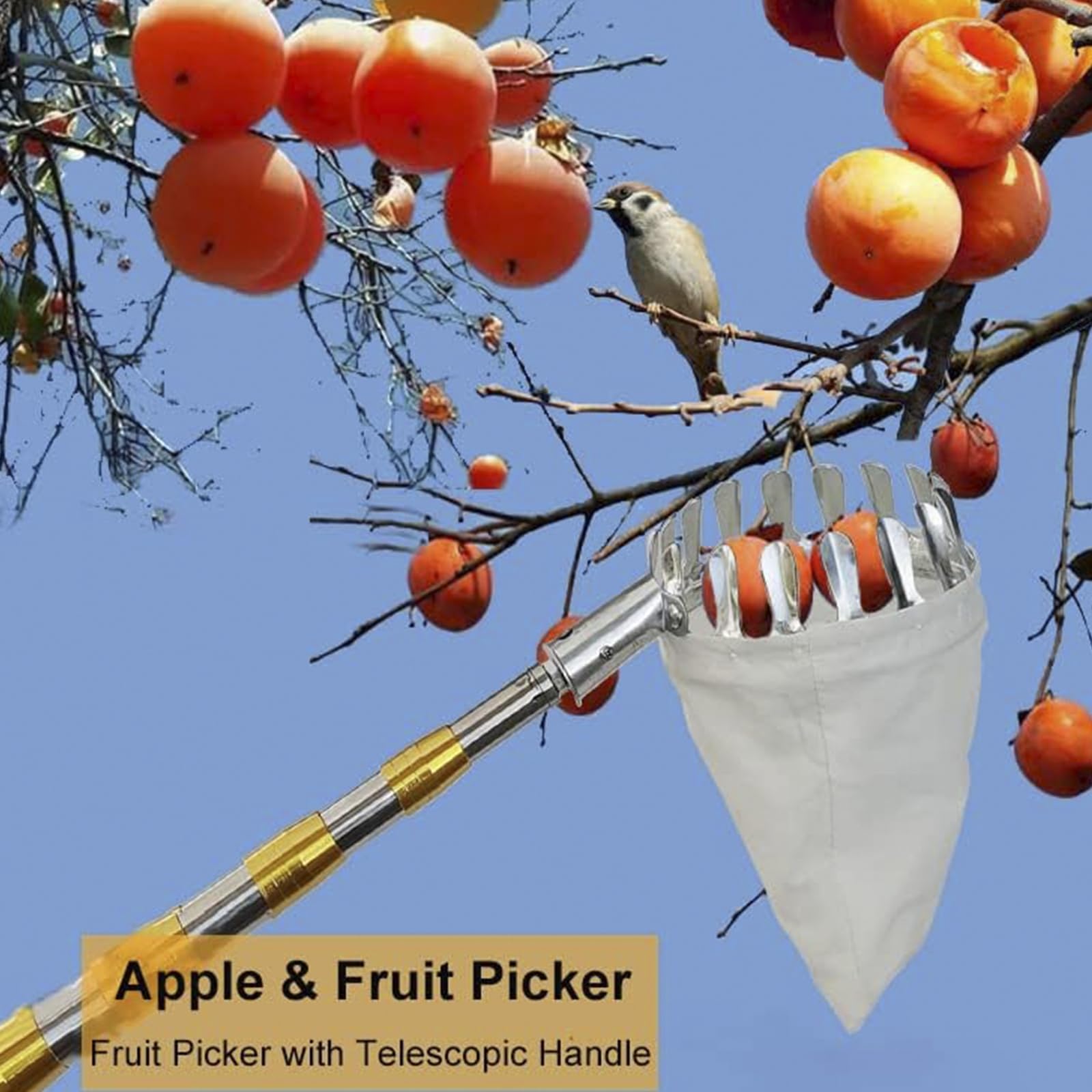 Cueille Fruits Télescopique, Poteau D'Extension Léger en Acier Inoxydable de 4 M/13 Pieds, Outil de Cueillette Jardin de Pommes,Poires,Citrons Etc pour Verger,Maison,Jardin,Ferme