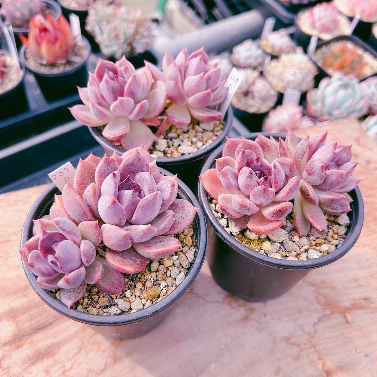 GWセール　多肉植物　チョコゴーサ　韓国苗 多肉植物 ダークチョコレート 韓国苗 多肉植物 pariʚ