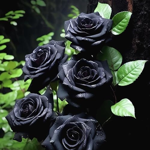 Miniatura 5 de Más de 300 piezas de semillas de rosas negras raras, arbustos de rosa, semillas de rosas perennes, fragantes trepadoras, flores de vid rosadas,