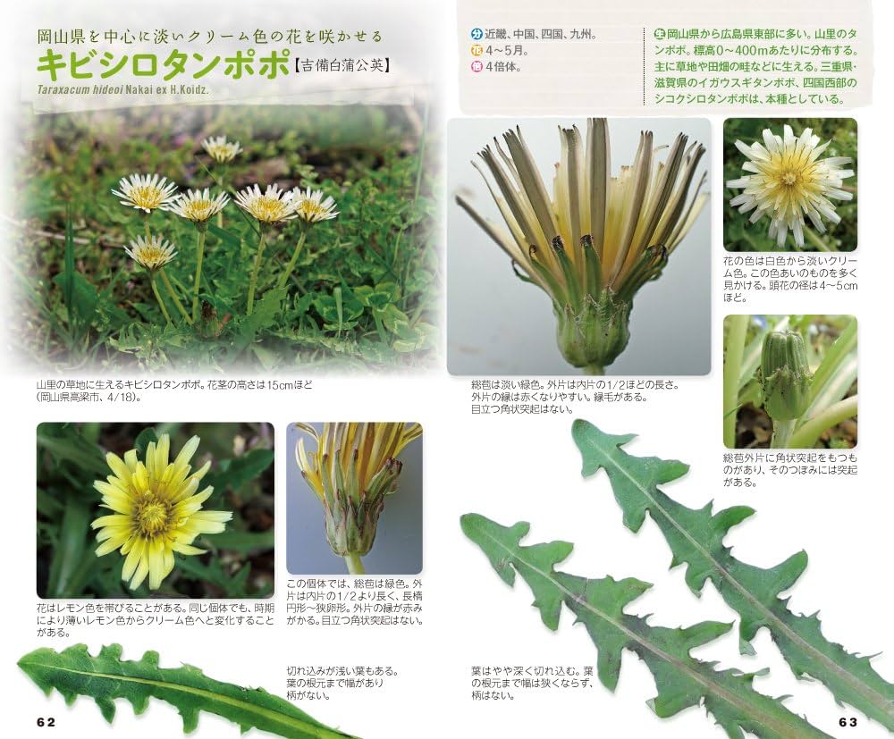 タンポポハンドブック | 保谷 彰彦 |本 | 通販 | Amazon