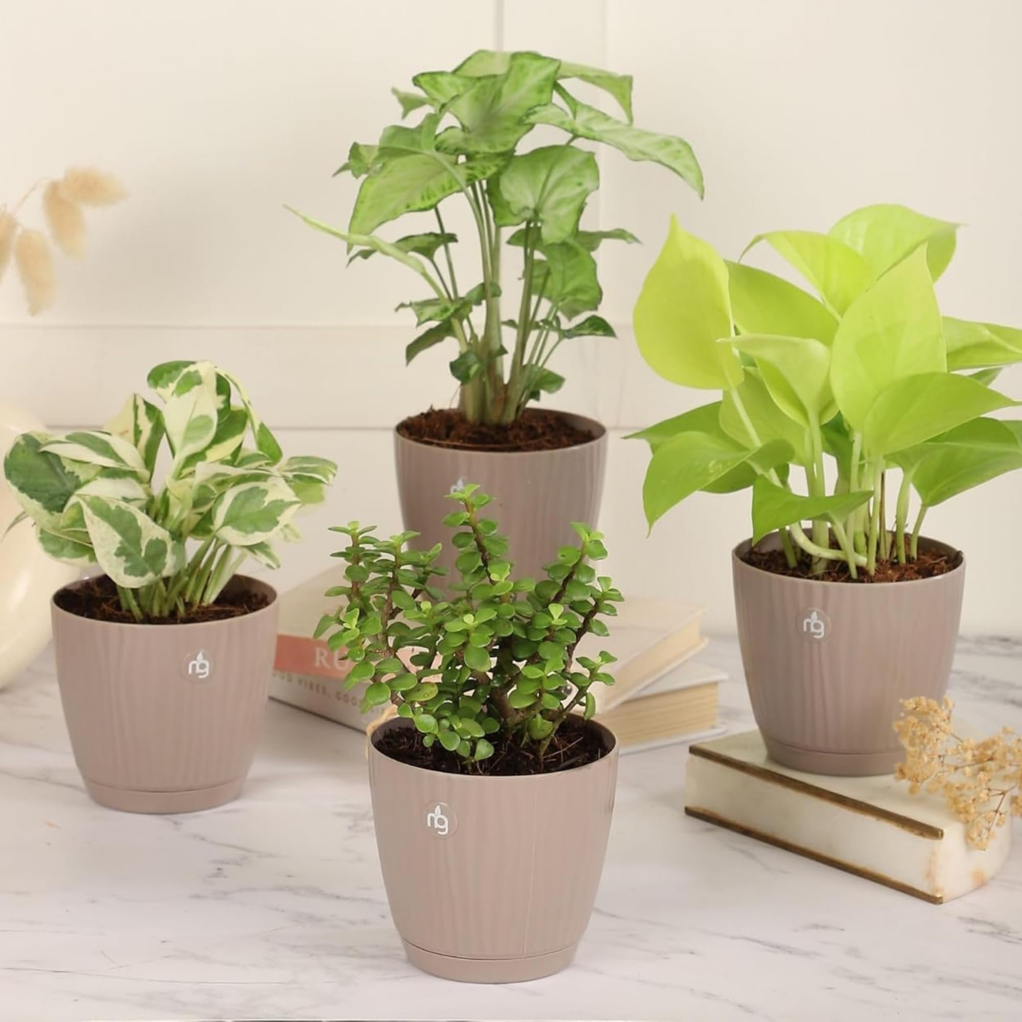 Nurturing Green® Combo of 4 Indoor Live Plants (Jade, Syngonium, Scindapsus Gold & Money Plant Njoy) with Mocha Self Watering Plastic Pots | Air Purifying Plants for Home Decor & Garden-image-30