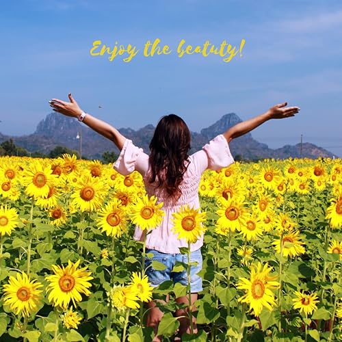 Miniatura 8 de Semillas de girasol para plantar y plantar semillas de girasol de mamut, paquete de alrededor de 100 semillas de flores (Asteraceae Asterales