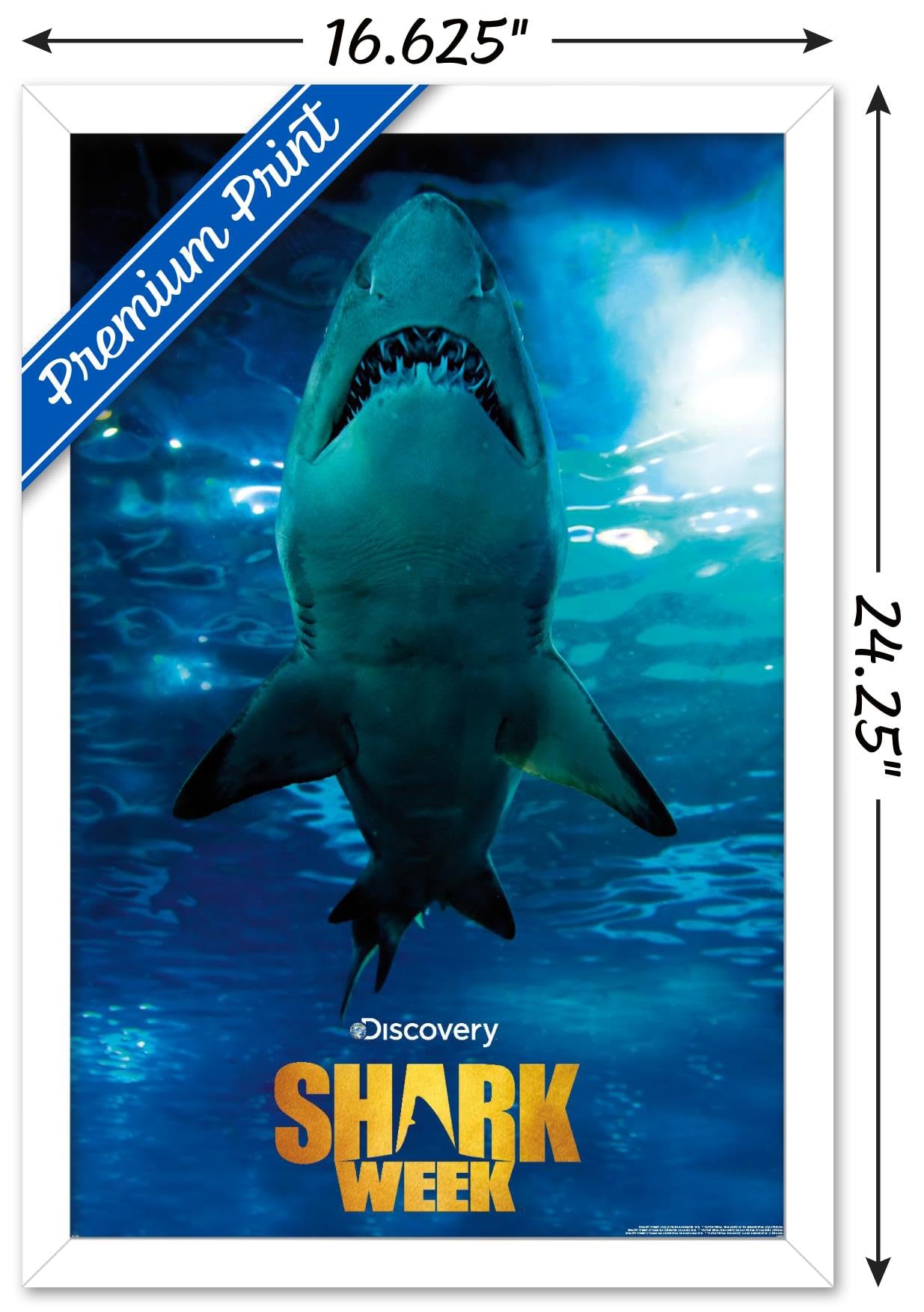 Amazon.com: Trends International Shark Week - Smile Wall Poster