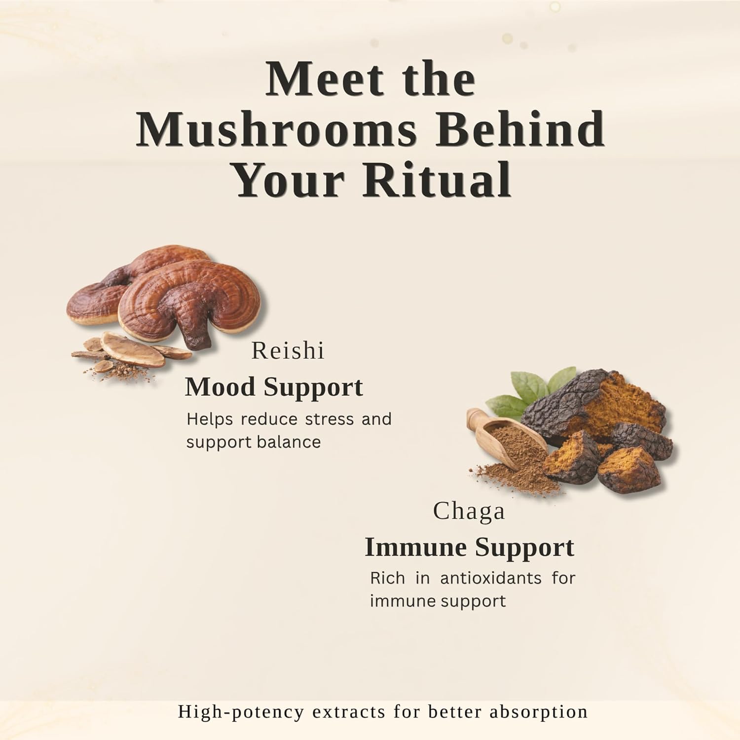 Mushroom Cacao Drink Mix – Adaptogenic Mushroom Blend with Reishi & Chaga – Creamy Instant Hot Cocoa Alternative – 15 Servings