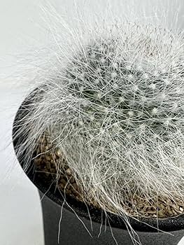 Amazon.co.jp: マミラリア 玉翁殿 Mammillaria hahniana f. lanata